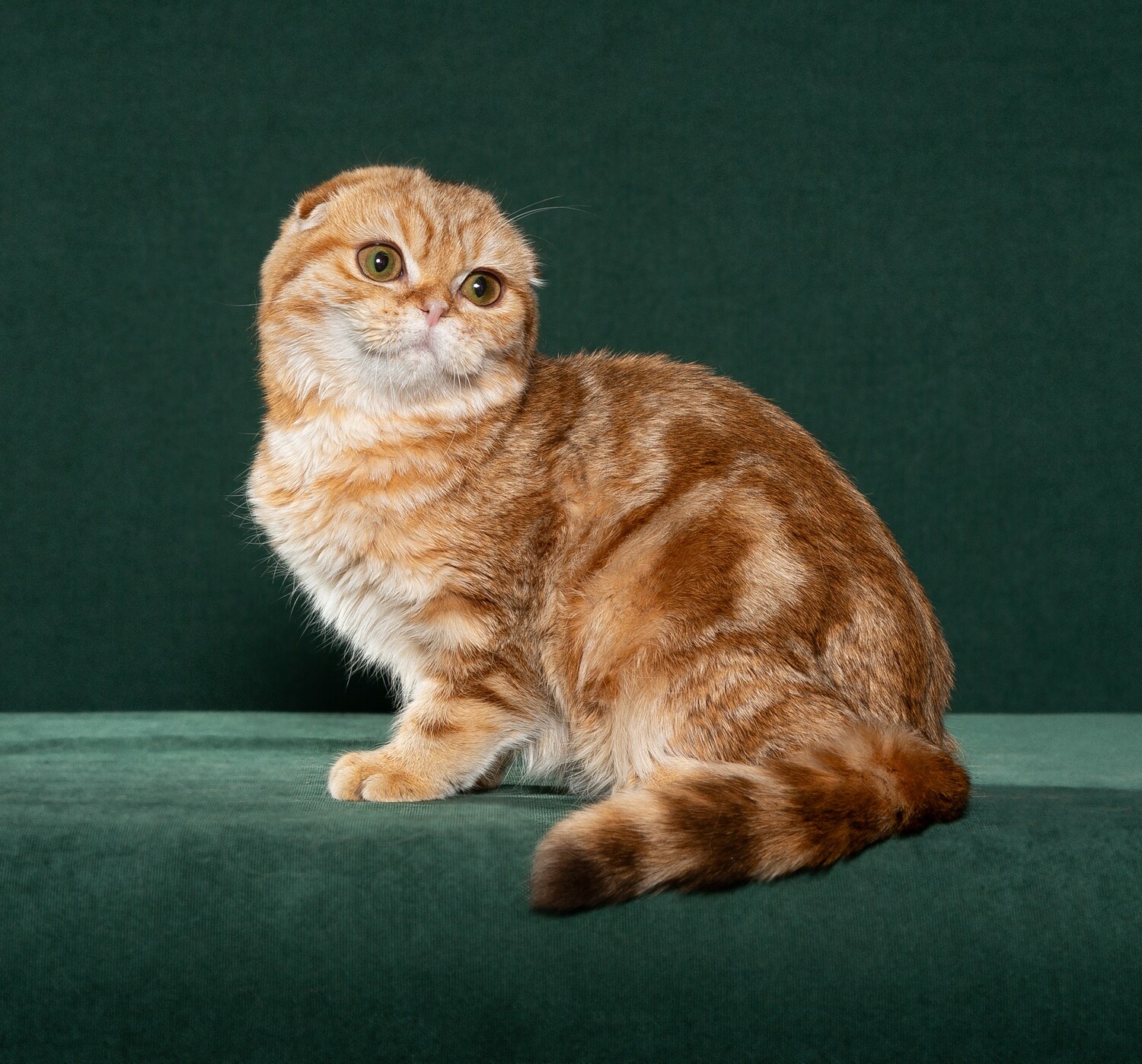 котики, котята, питомец, купить котенка, продажа котят Шотландские котята, красный мрамор