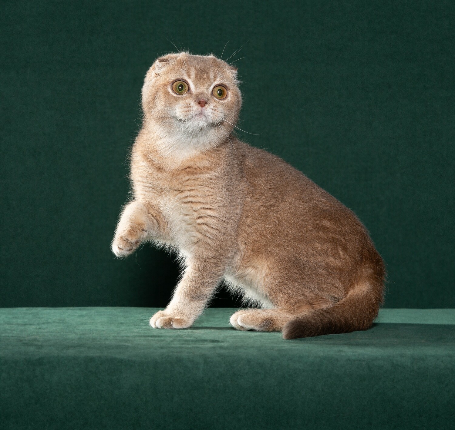 шотладские котята, питомцы, питомец голубое золото, лиловое золото