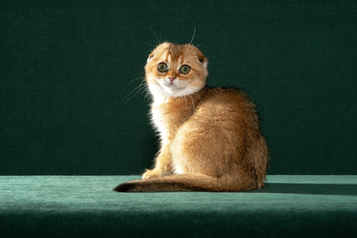 Шотландские котята, красный мрамор 