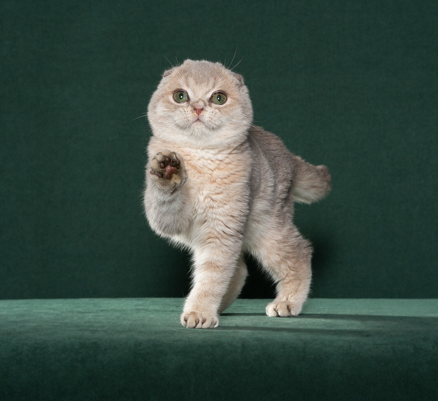 котики, котята, питомец, купить котенка, продажа котят Шотландские котята,серебристая шиншилла,