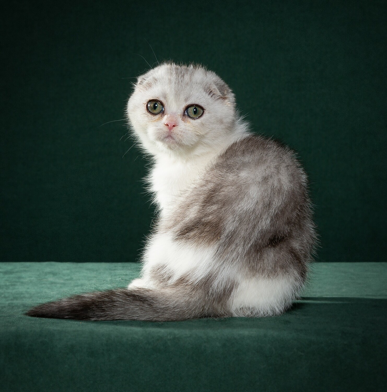 scottish fold, scottish straight котята шотландские, скоттиш фолд, котята, купить котенка, котята из питомника, заводчики котят