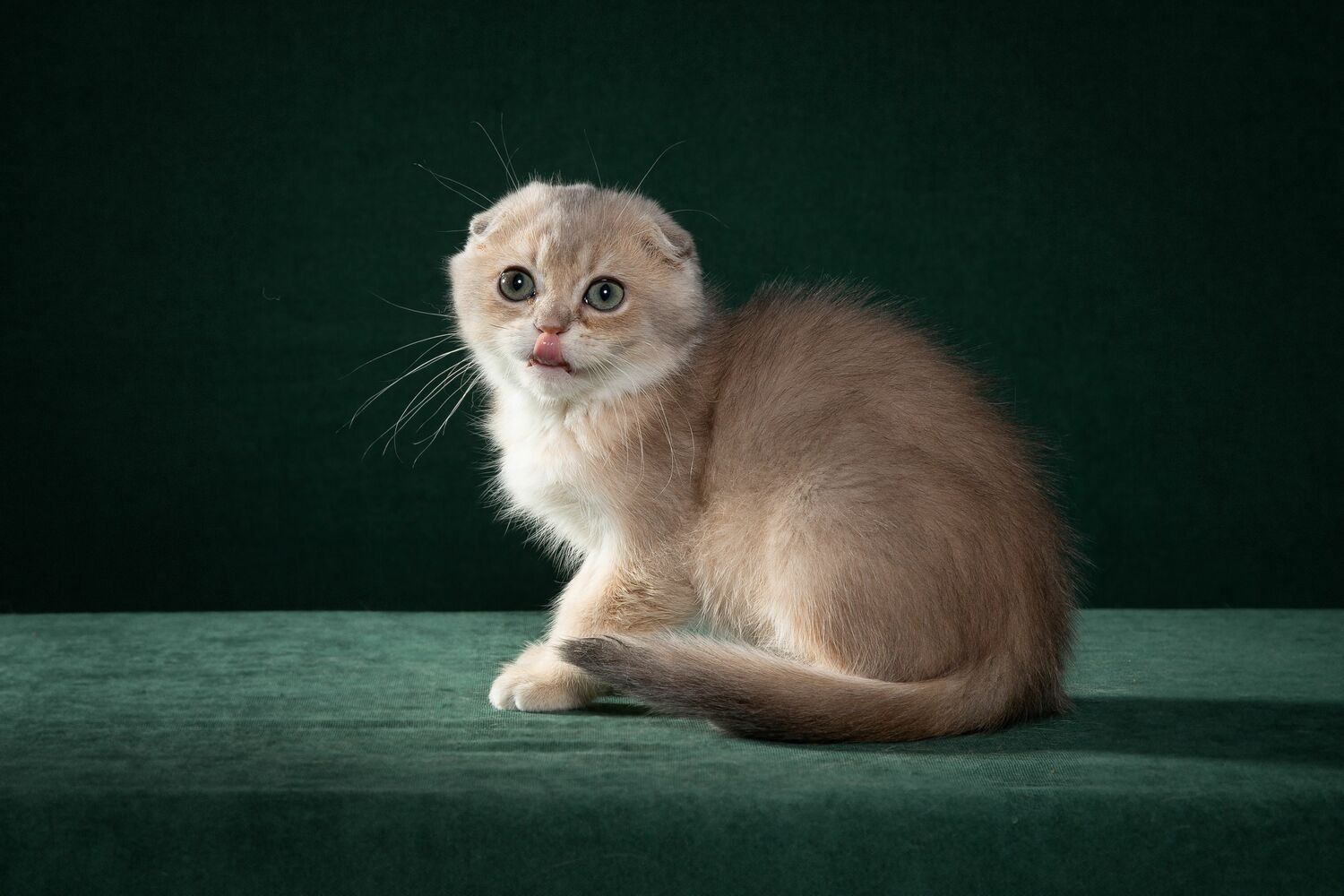 шотладские котята, питомцы, питомец голубое золото, лиловое золото