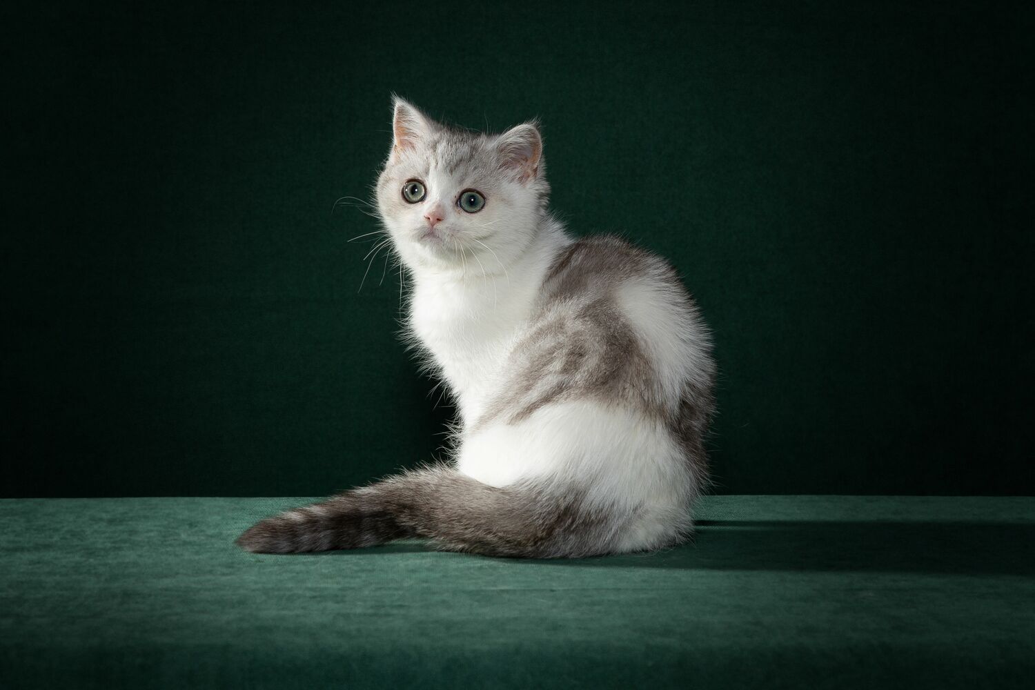 котята купить, котята шотландские шотландский котенок, scottish straight, котята