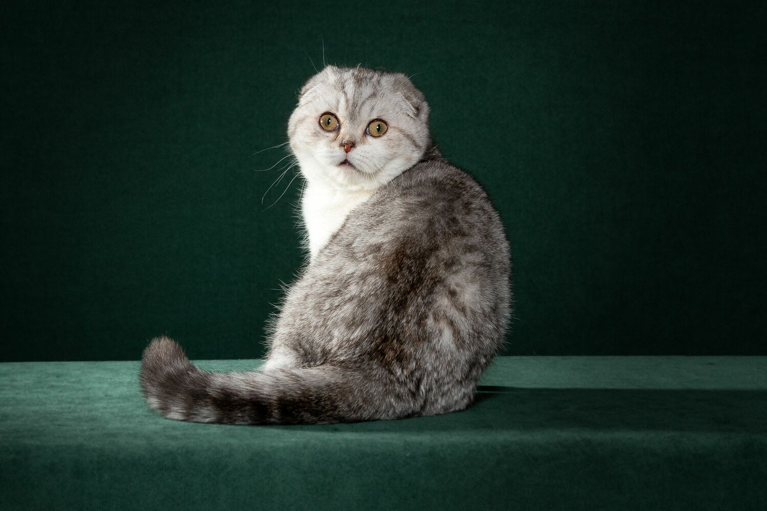 scottish fold, scottish straight котята шотландские, скоттиш фолд, котята, купить котенка, котята из питомника, заводчики котят