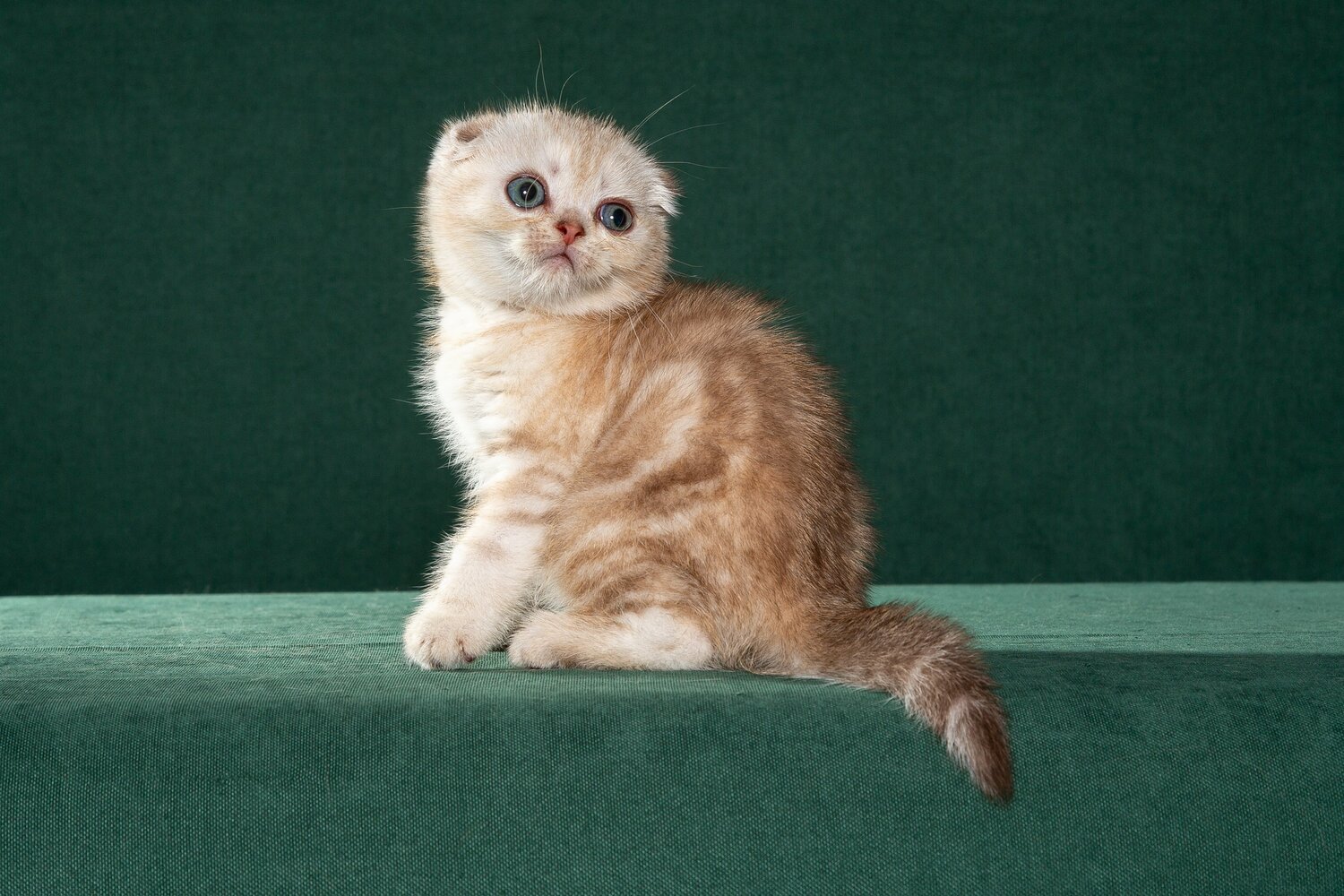 котята шотландские, скоттиш фолд, котята, купить котенка, котята из питомника, заводчики котят